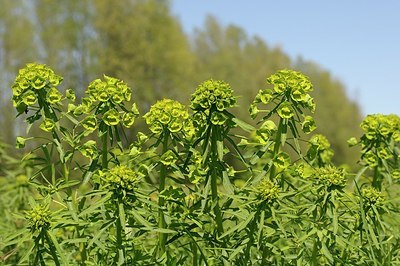 BUITEN BEELD Foto: 166871