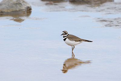 BUITEN BEELD Foto: 166893