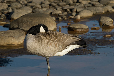 BUITEN BEELD Foto: 166894