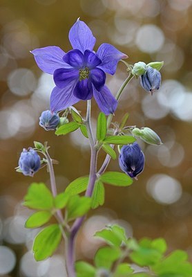 BUITEN BEELD Foto: 166912