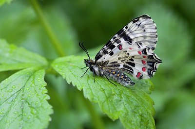 BUITEN BEELD Foto: 166942