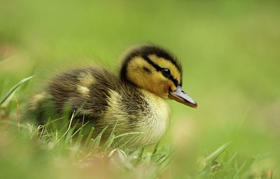 BUITEN BEELD Foto: 166954