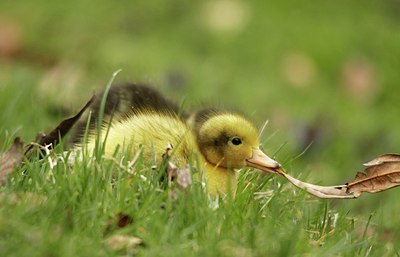 BUITEN BEELD Foto: 166955