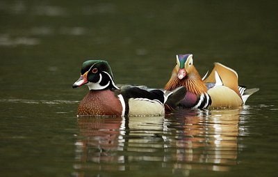 BUITEN BEELD Foto: 166960