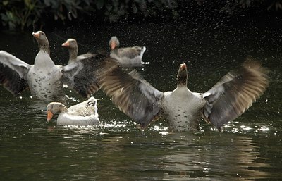 BUITEN BEELD Foto: 166963