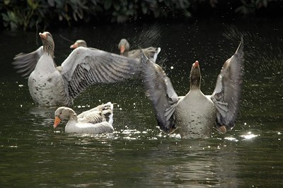 BUITEN BEELD Foto: 166964