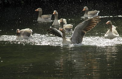 BUITEN BEELD Foto: 166965