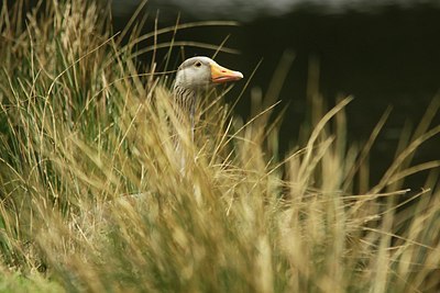 BUITEN BEELD Foto: 166968