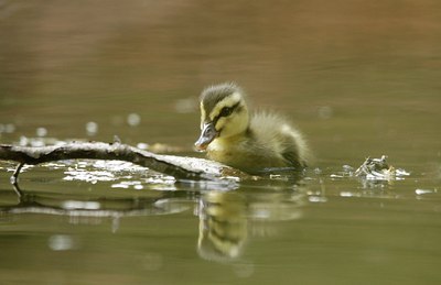 BUITEN BEELD Foto: 166969