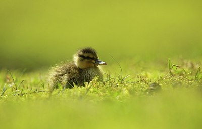 BUITEN BEELD Foto: 166979