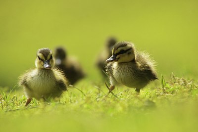 BUITEN BEELD Foto: 166982