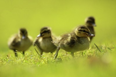 BUITEN BEELD Foto: 166983