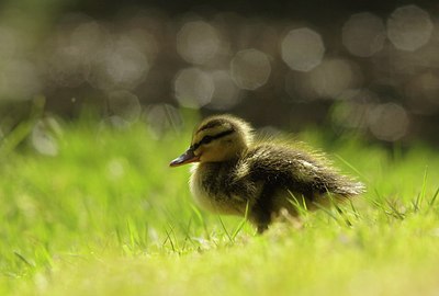 BUITEN BEELD Foto: 166984