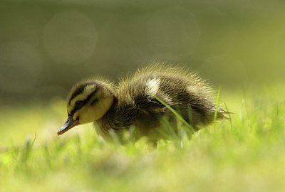 BUITEN BEELD Foto: 166985