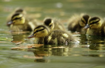 BUITEN BEELD Foto: 166987