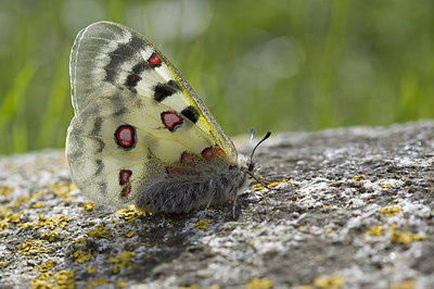 BUITEN BEELD Foto: 166995