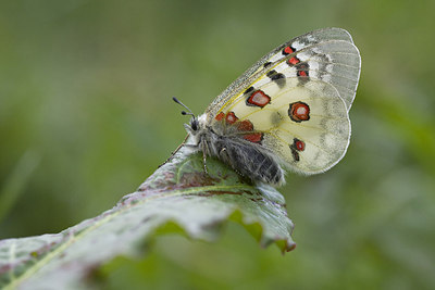 BUITEN BEELD Foto: 166996