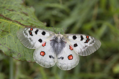 BUITEN BEELD Foto: 166997