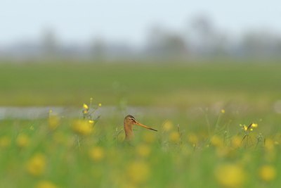 BUITEN BEELD Foto: 167023