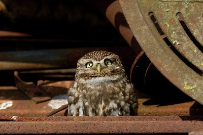 BUITEN BEELD Foto: 167032