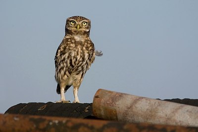 BUITEN BEELD Foto: 167046