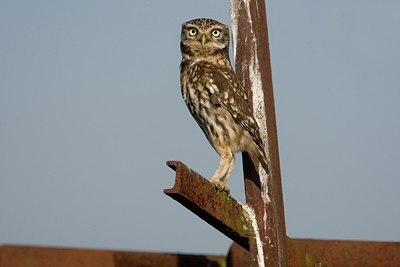 BUITEN BEELD Foto: 167047