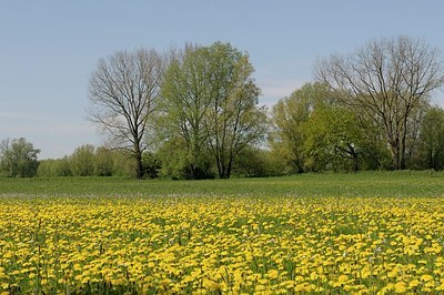 BUITEN BEELD Foto: 167071
