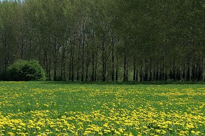 BUITEN BEELD Foto: 167080