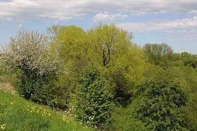 BUITEN BEELD Foto: 167089