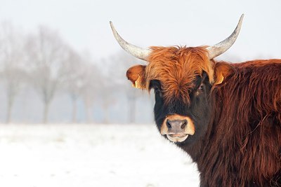 BUITEN BEELD Foto: 167110