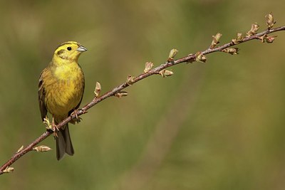 BUITEN BEELD Foto: 167133