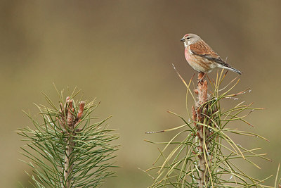 BUITEN BEELD Foto: 167137