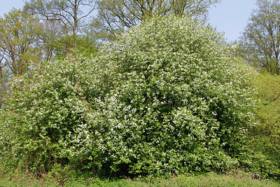 BUITEN BEELD Foto: 167175