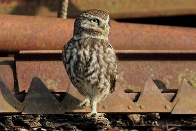BUITEN BEELD Foto: 167222