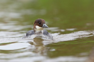 BUITEN BEELD Foto: 167283
