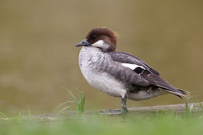 BUITEN BEELD Foto: 167287