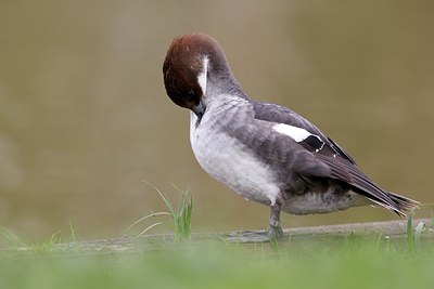 BUITEN BEELD Foto: 167288