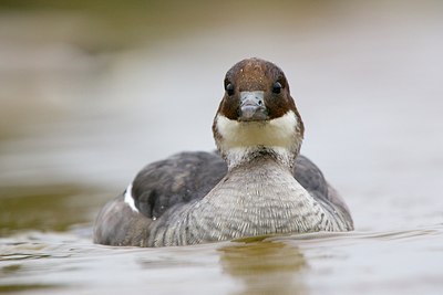 BUITEN BEELD Foto: 167293