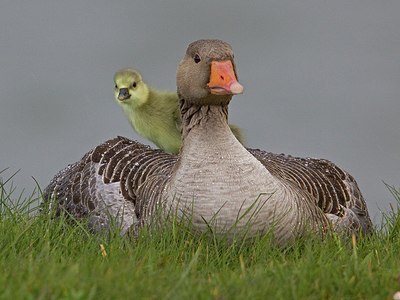 BUITEN BEELD Foto: 167326