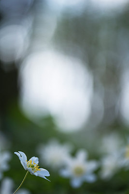 BUITEN BEELD Foto: 167342