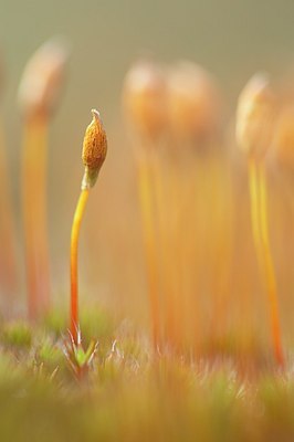 BUITEN BEELD Foto: 167346