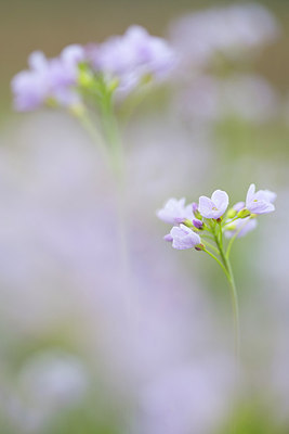 BUITEN BEELD Foto: 167348