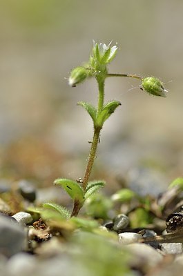 BUITEN BEELD Foto: 167364