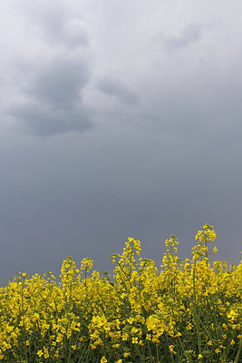 BUITEN BEELD Foto: 167375