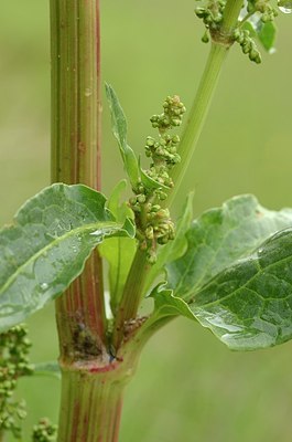 BUITEN BEELD Foto: 167376