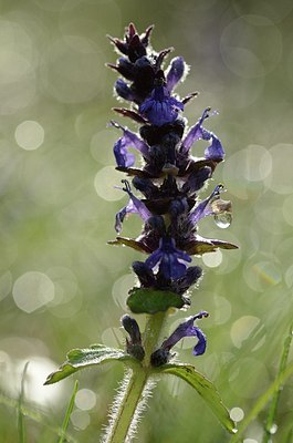 BUITEN BEELD Foto: 167379