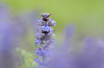 BUITEN BEELD Foto: 167385