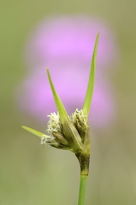 BUITEN BEELD Foto: 167442