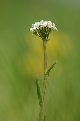 BUITEN BEELD Foto: 167458