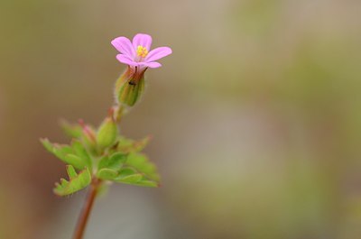 BUITEN BEELD Foto: 167477